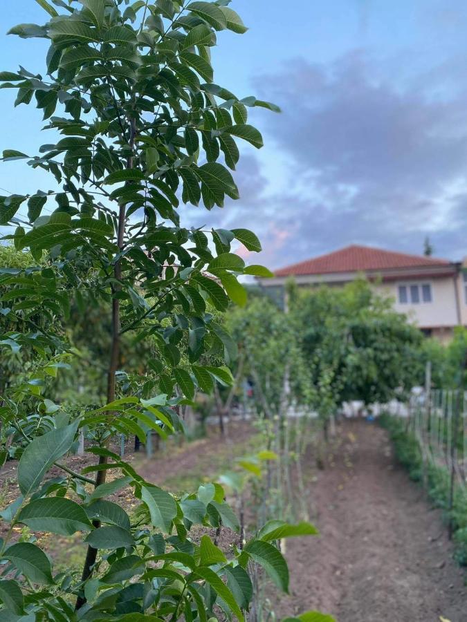 فندق Bujtina Gjyshi Ilo Tushemisht المظهر الخارجي الصورة